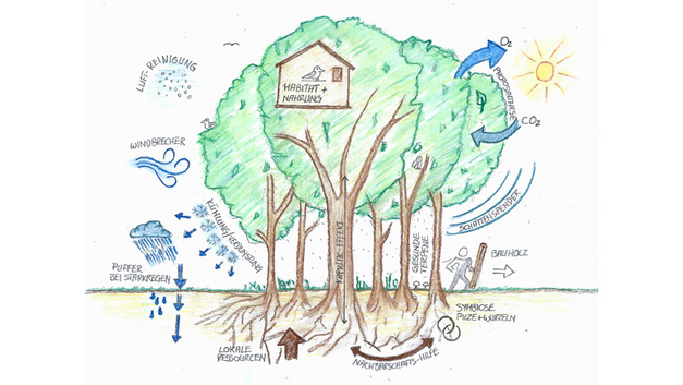 Das Prinzip eines Baumes, isoliert oder im Verbund als Wald, eignet sich hervorragend, um von den Ökosystemleistungen der Natur für eine nachhaltige Baupraxis zu lernen. BILD STEFAN AESCHI